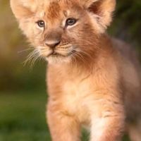 Little lion