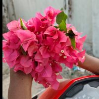 QUEEN_MAHI